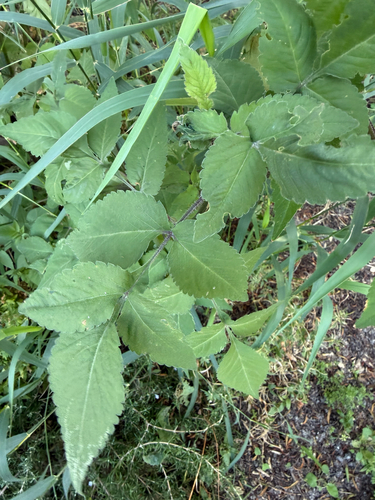 Bidens pilosa, photograph 2