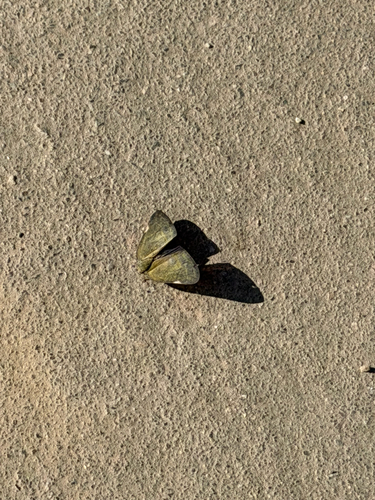 Brown Winged Plant Hopper