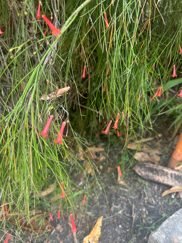 Firecracker plant