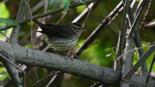 Northern Waterthrush