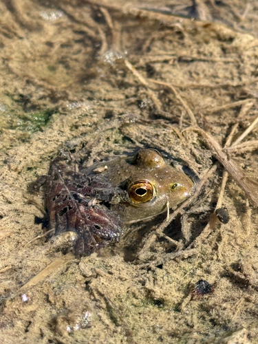 American Bullfrog