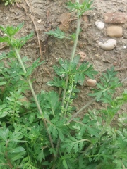 Lepidium didymum