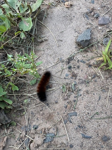 Isabella Tiger Moth