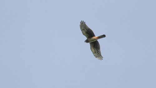 Northern Harrier