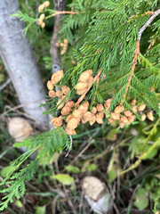 Thuja occidentalis, photograph (c) Andrew Sebastian, some rights reserved (CC BY)