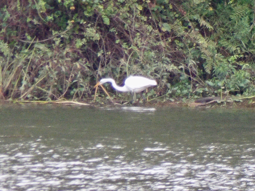 Great Egret