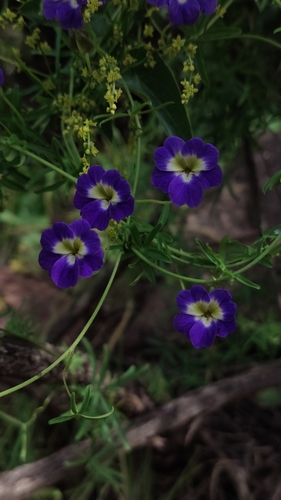 Tropaeolum azureum, photograph 1