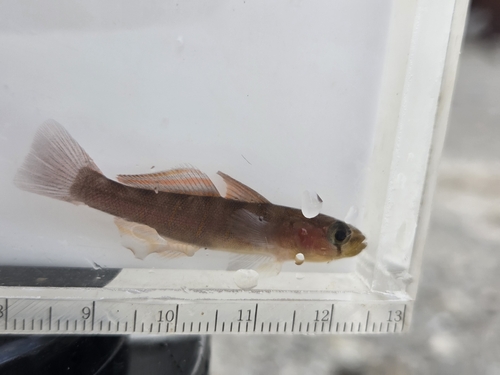 Pterogobius zonoleucus observed 2026-09-24