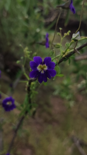 Tropaeolum azureum, photograph 2
