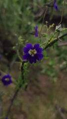 Tropaeolum azureum, photograph (c) Constanza Vargas Villegas, some rights reserved (CC BY)