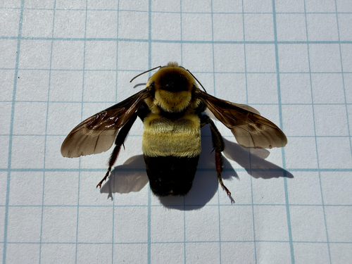 Southern Plains Bumble Bee