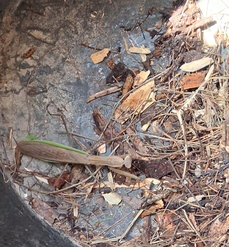 Chinese Mantis