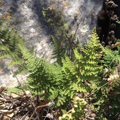 Myriopteris myriophylla