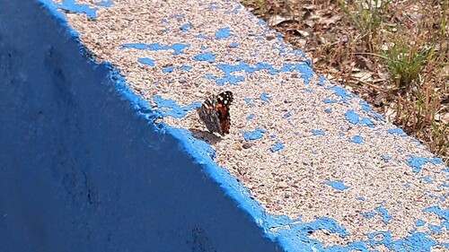Painted Lady