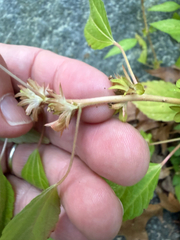 (c) John Baur, some rights reserved (CC BY) Acalypha rhomboidea, photograph (c) John Baur, some rights reserved (CC BY)