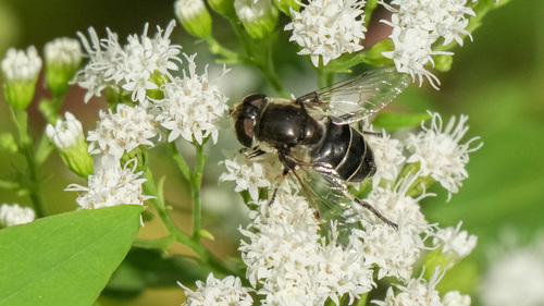 Black-shouldered Drone Fly