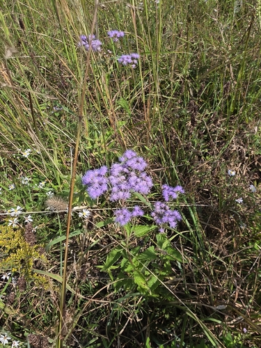 blue mistflower