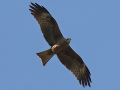 Milvus migrans