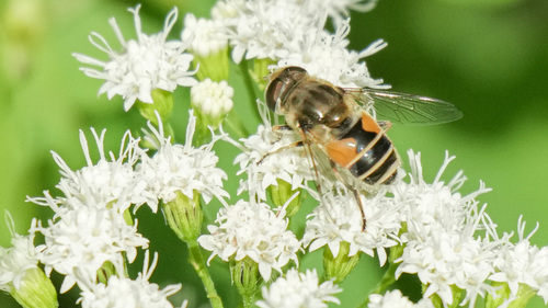 Eurasian Drone Fly