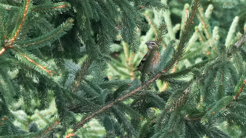 Rose-breasted Grosbeak