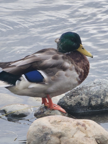 Mallard