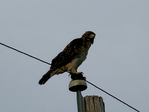 Red-tailed Hawk
