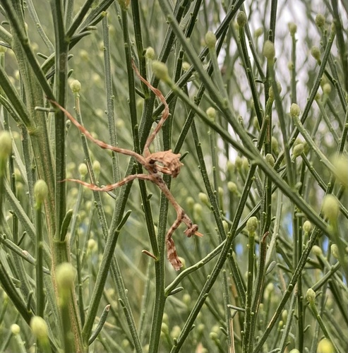 Arizona Unicorn Mantis