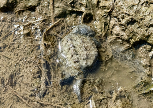 Common Snapping Turtle