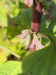 Nabalus albus, photograph (c) Bob, some rights reserved (CC BY)