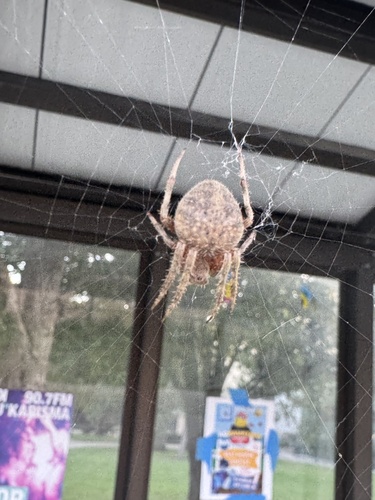 Spotted Orbweaver