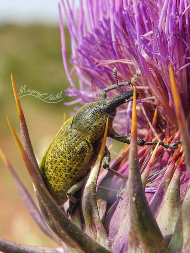 Larinus cynarae