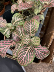 Fittonia