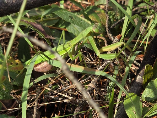 Chinese Mantis