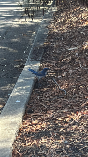 California Scrub-Jay