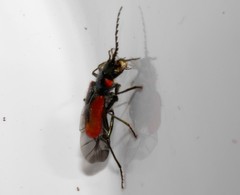 Malachius kraussi