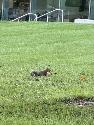Eastern Gray Squirrel