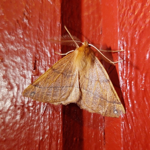 Feathered Thorn