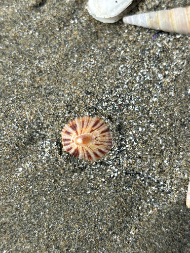 Cellana stellifera observed 2026-09-24