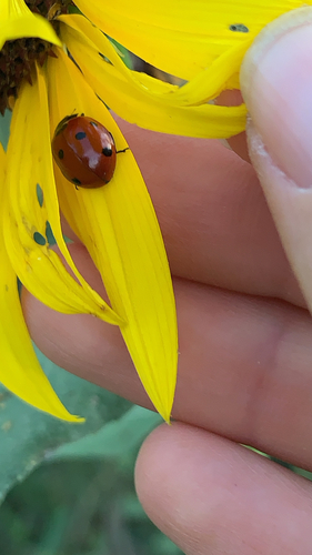 Seven-spotted Lady Beetle