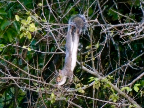Eastern Gray Squirrel