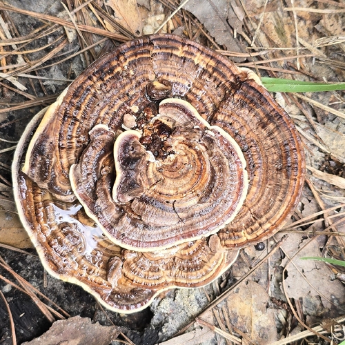Rigidoporus lineatus observed 2026-09-23