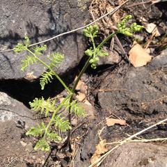 Pteridium aquilinum feei