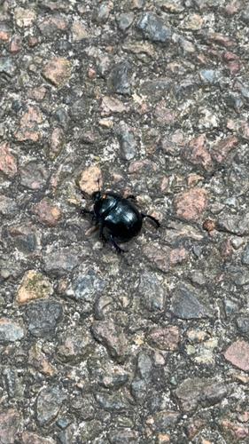 Woodland Dor Beetle
