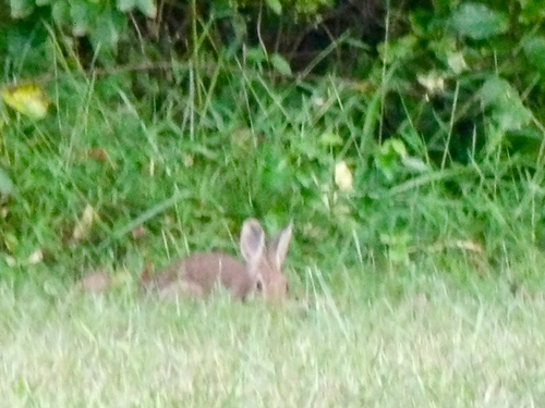 Eastern Cottontail