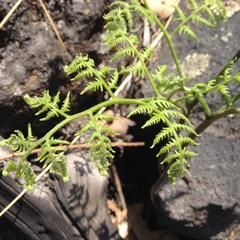 Pteridium aquilinum feei