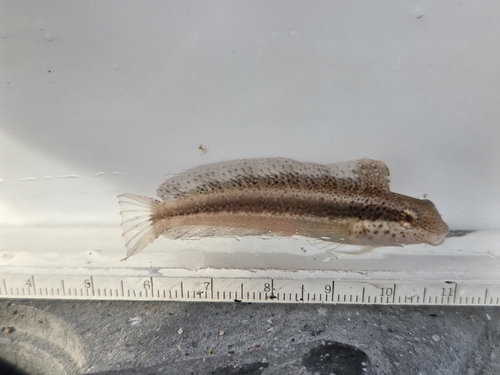 Shorthead Sabretooth Blenny