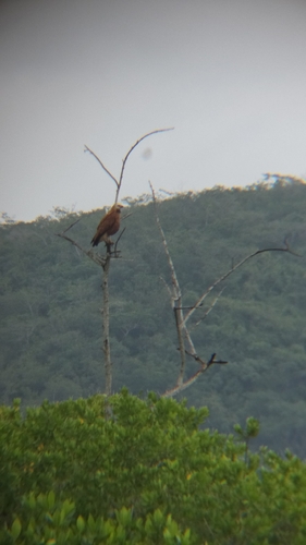 Black-collared Hawk (Busarellus nigricollis)