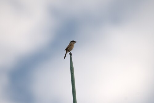 Long-tailed Shrike