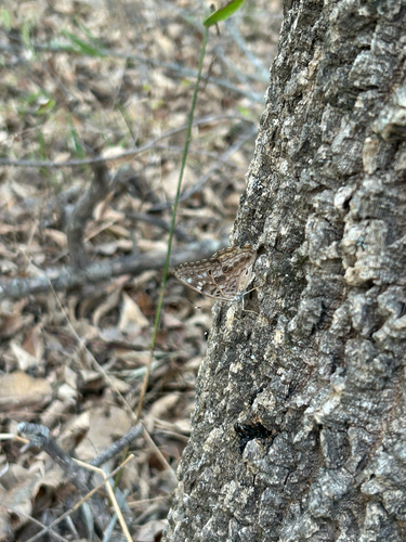 Hackberry Emperor