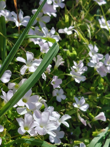 Oxalis incarnata, photograph 4